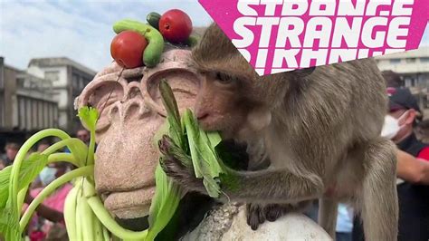strange news from around the world|Strange News: the week's weirdest stories .